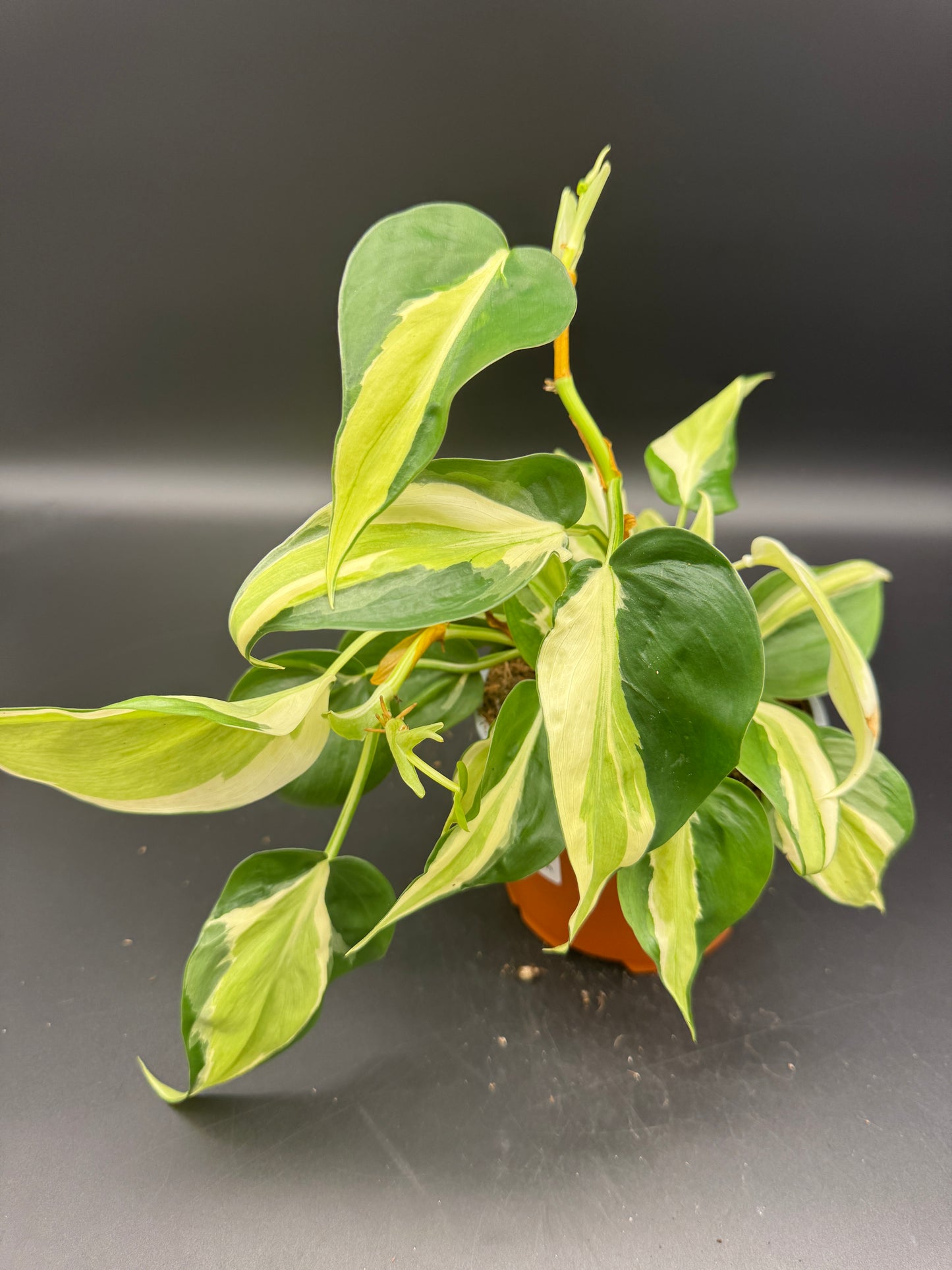Philodendron cream Splash