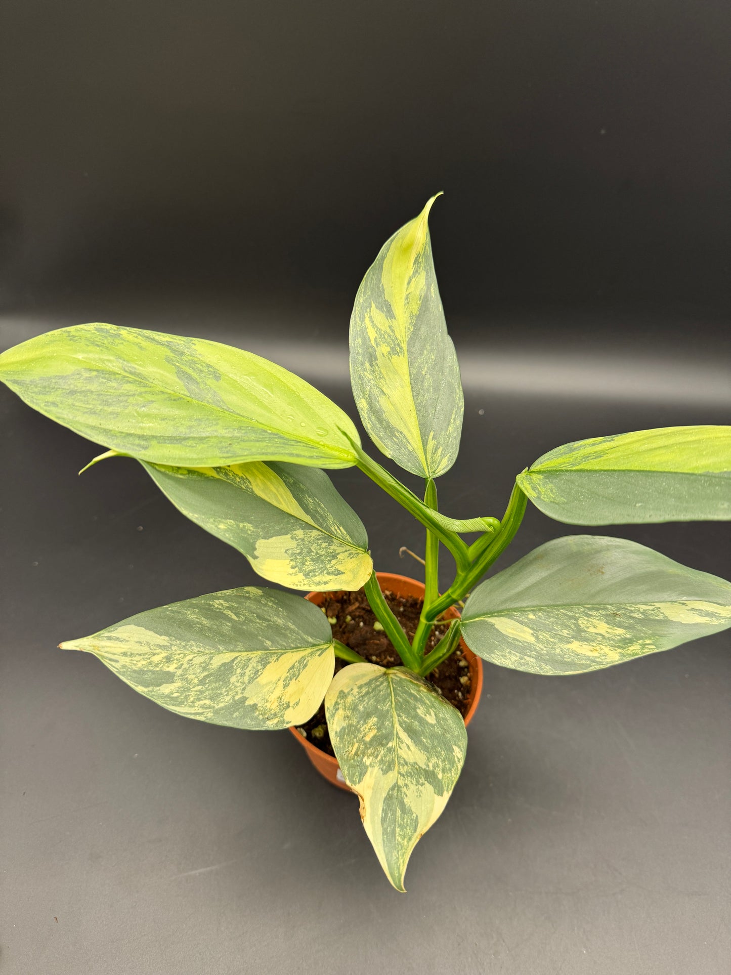 Philodendron Silver Sword variegata