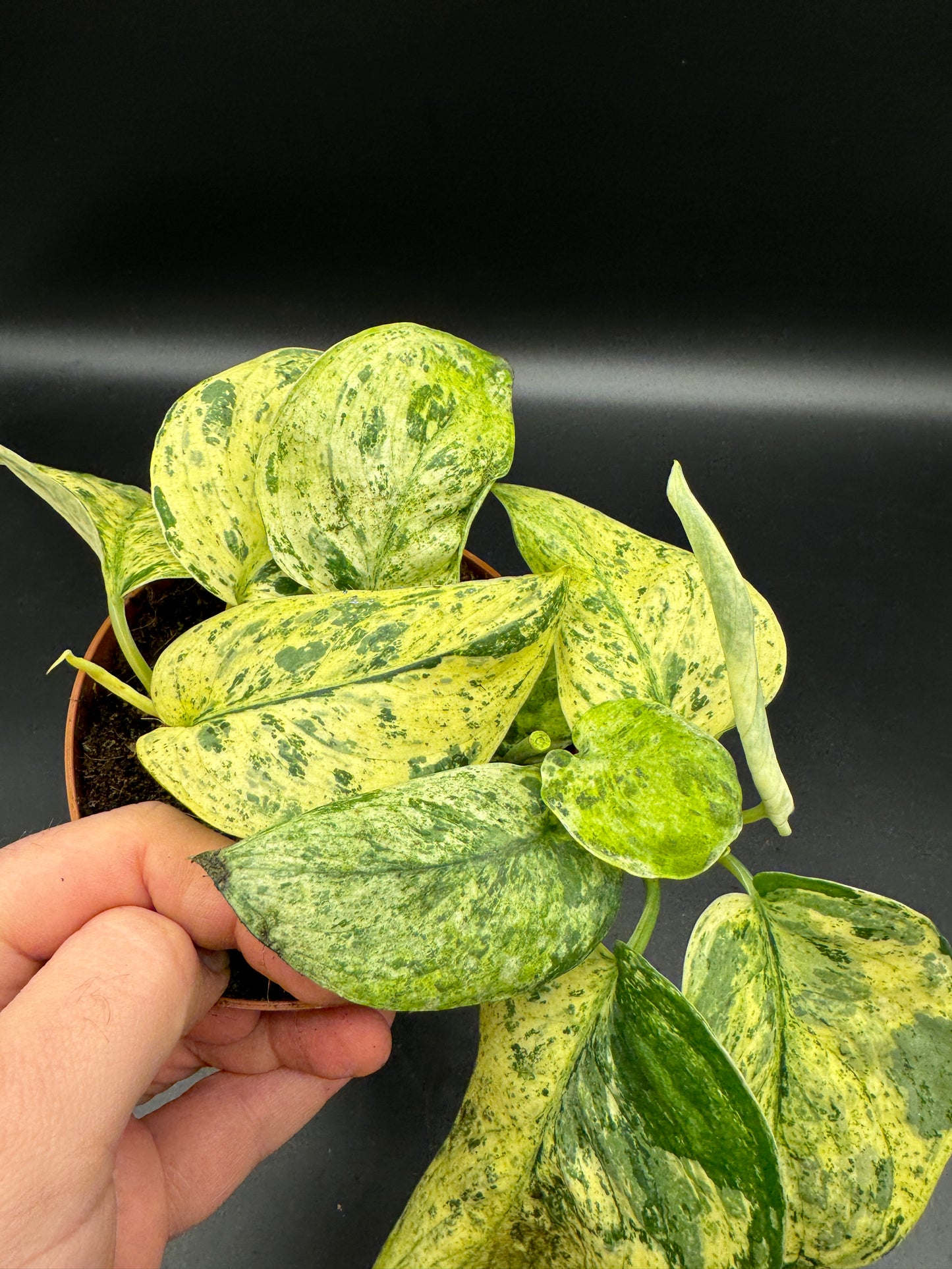 Scindapsus Jade Satin Creme brulee mit 2 Trieben