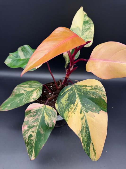 Philodendron strawberry Shake