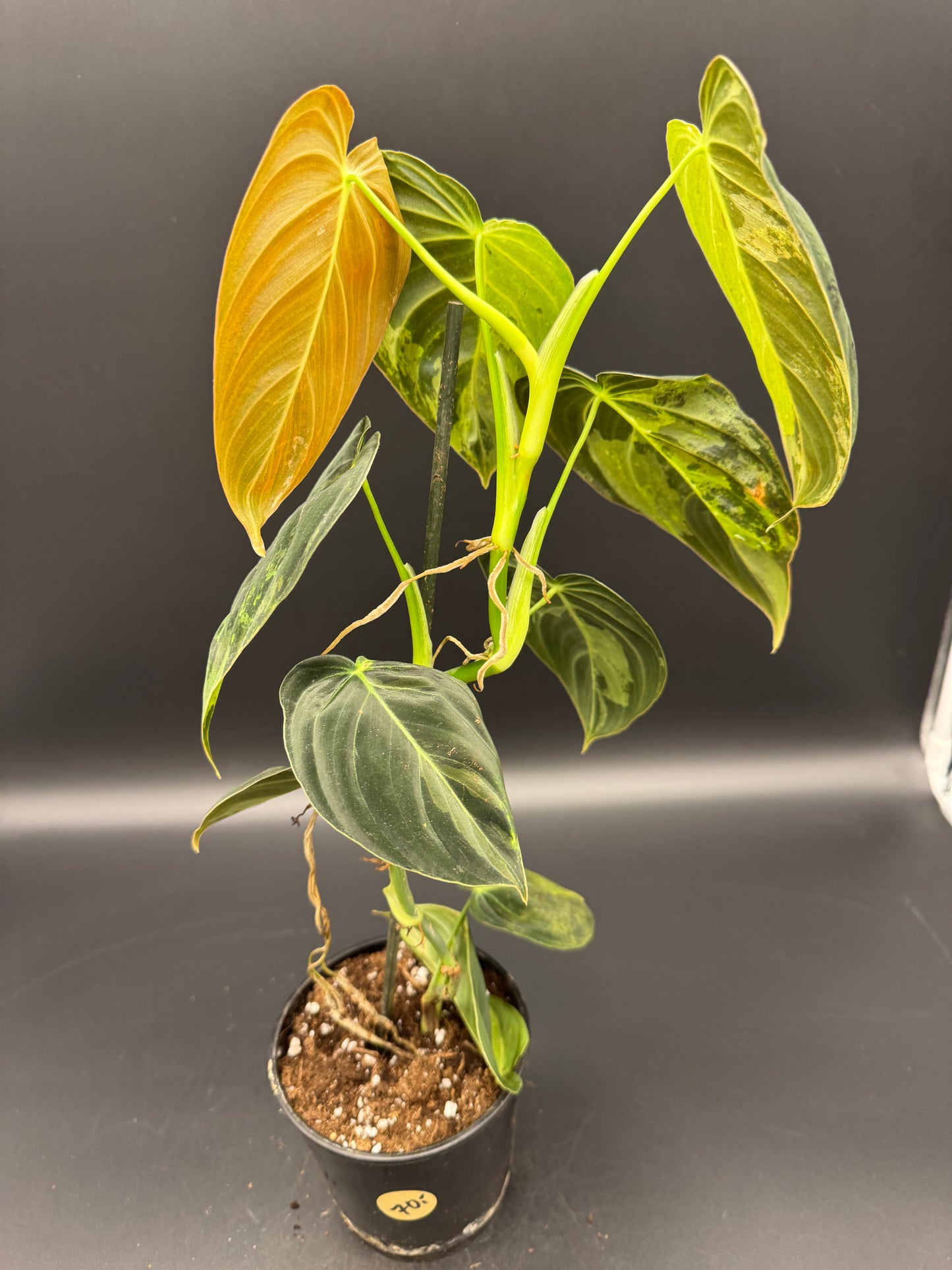 Philodendron melanochrysum variegata