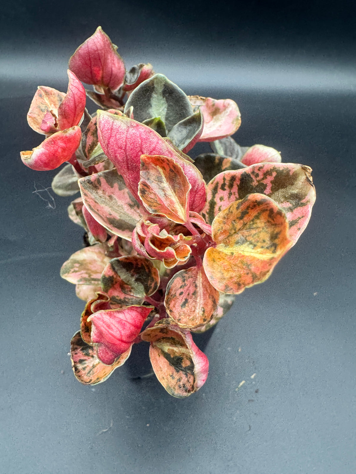 Peperomia Creme brulee