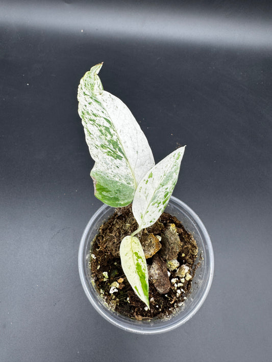 Epipremnum pinnatum cebu Blue Marble variegata