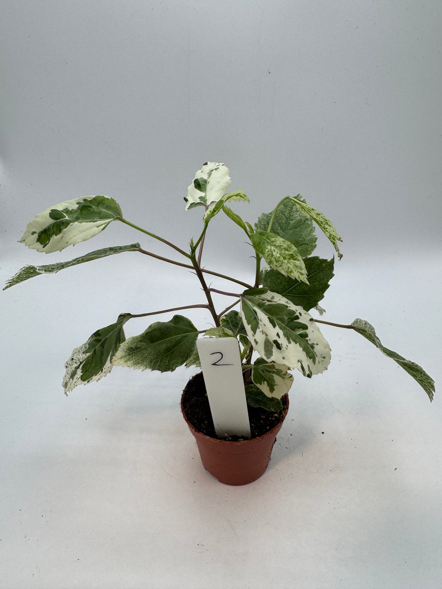 Hibiskus variegata