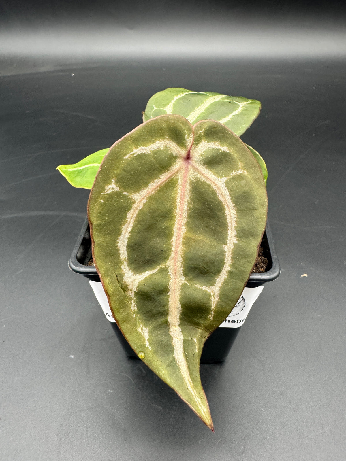 Anthurium Michelle x Michelle