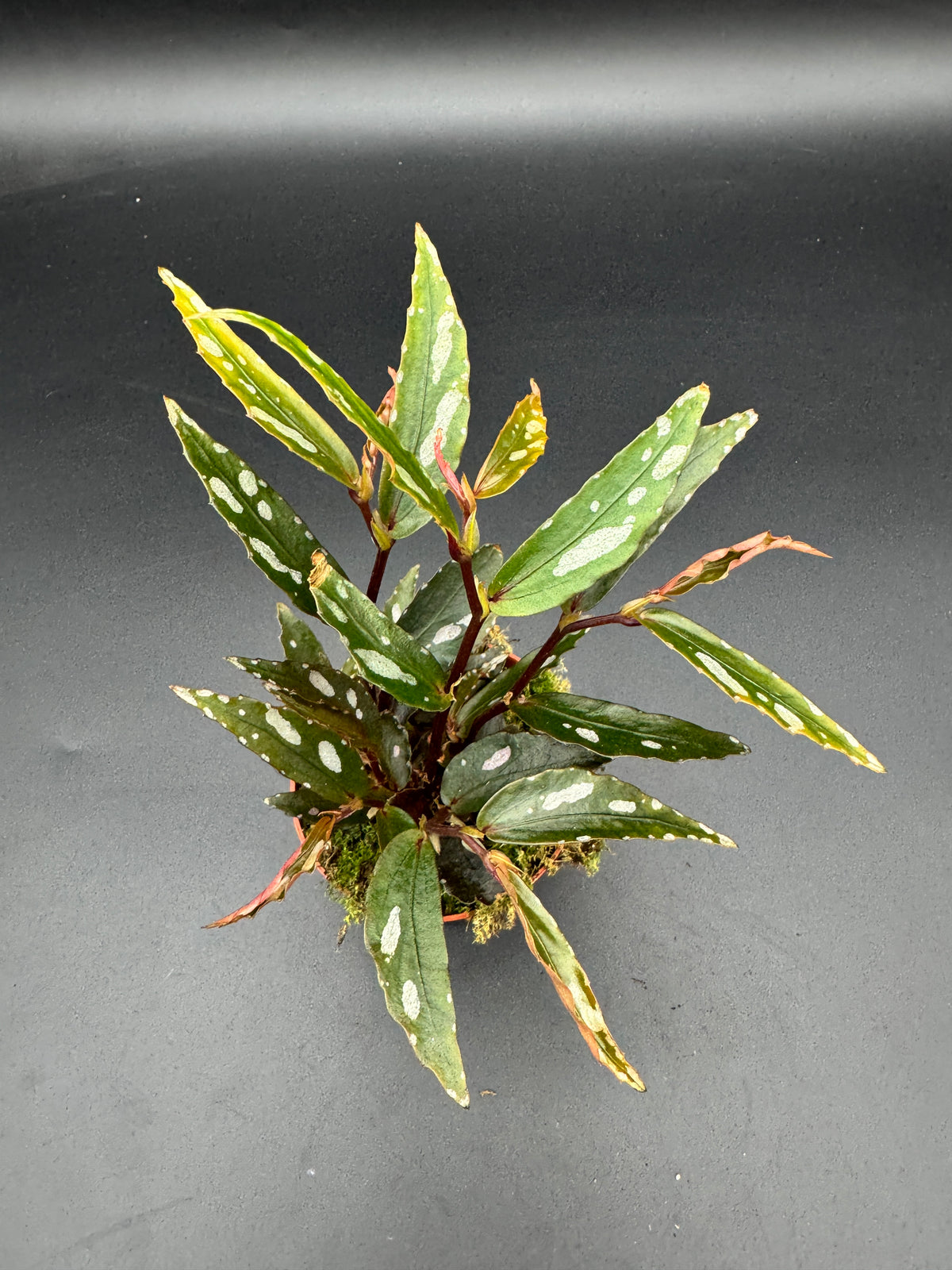 Begonia Julau Typ 2