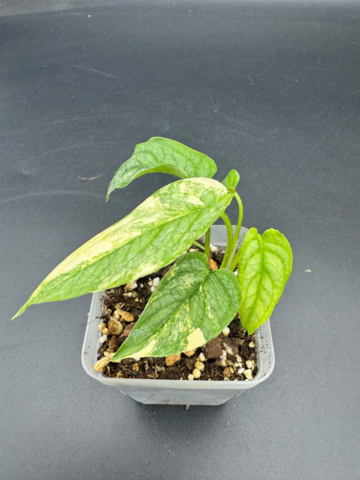 Monstera Siltepecana Aurea variegata