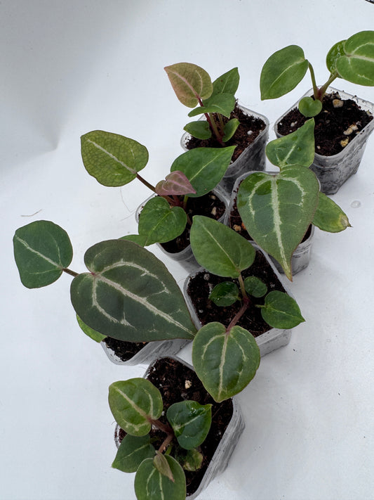 Anthurium Michelle x Michelle Family & Friends 3er Set