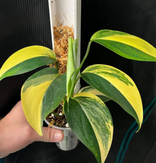 Scindapsus Longistipitatus Aurea